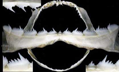 Heptranchias perlo_02.jpg